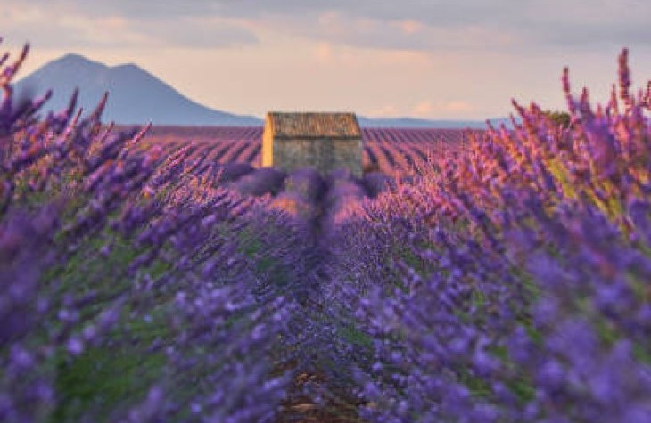 FIORITURA DELLA LAVANDA IN PROVENZA 