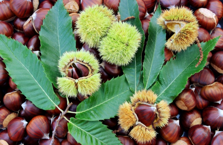 CASTAGNATA A CAPRESE MICHELANGELO 