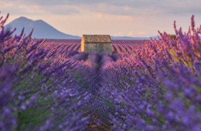 FIORITURA DELLA LAVANDA IN PROVENZA 